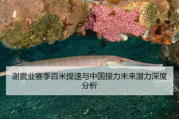 谢震业赛季百米提速与中国接力未来潜力深度分析